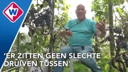 Wordt 2026 een goed Nederlands wijnjaar?