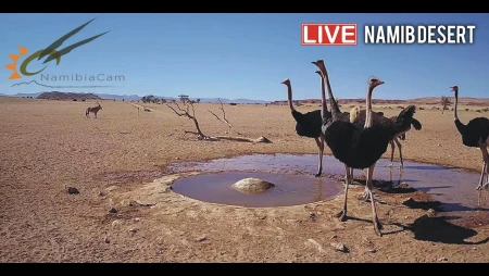 Namib Desert - Remote Waterhole